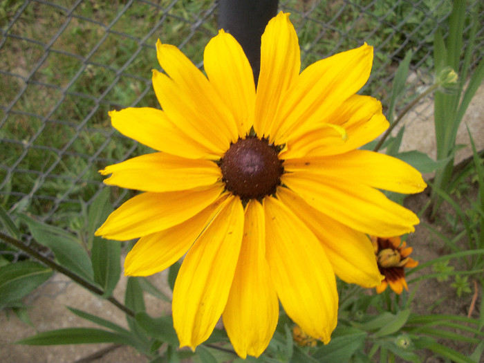 100_0269 - rudbeckia 2012