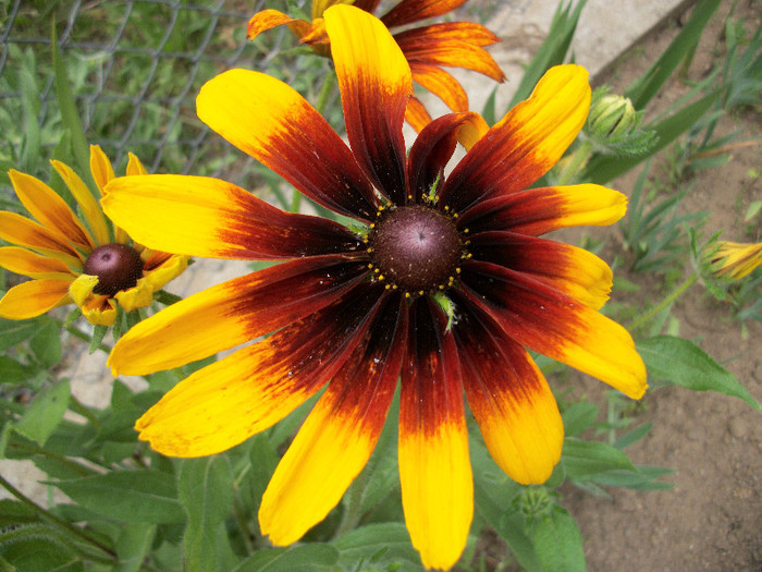 100_0270 - rudbeckia 2012