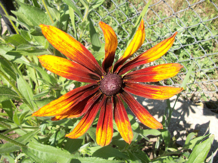 100_0381 - rudbeckia 2012