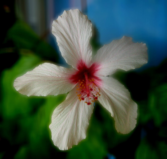 hibi alb - hibiscusi