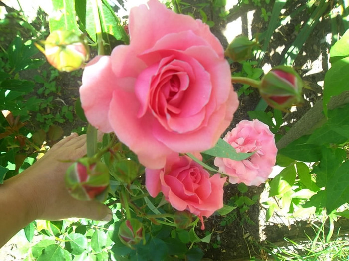 necunoscut floribunda