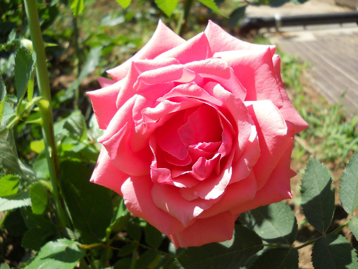 DSCN8563 - trandafiri 2012