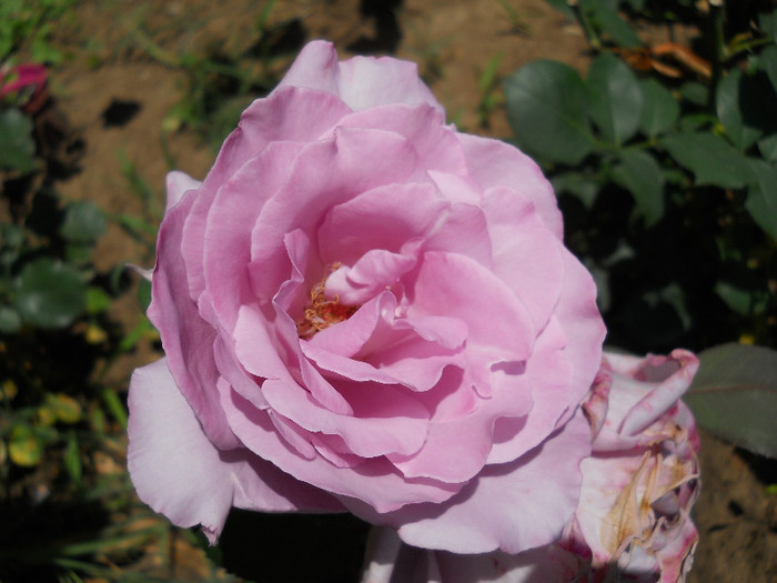 DSCN8564 - trandafiri 2012
