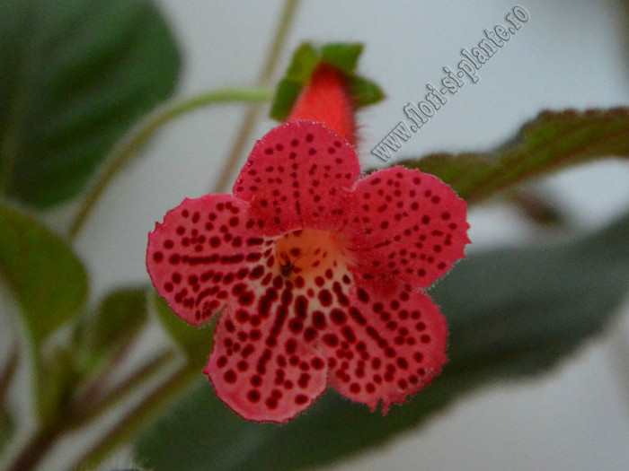 Kohleria Yfs Lucica; 2012
