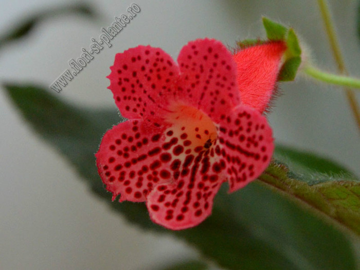 Kohleria Yfs Lucica; 2012
