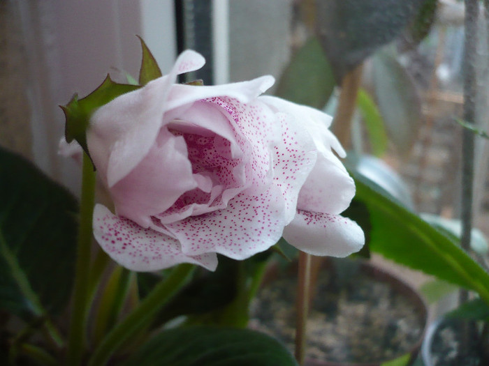 16.06.2012 - zzz-GLOXINIA 2012-iesite din colectie