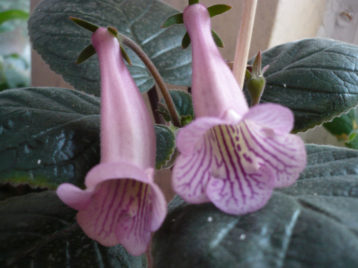 P1140684