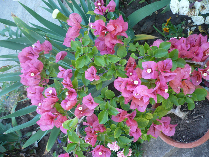 P1140734 - zzz-BOUGAINVILLEA-2012