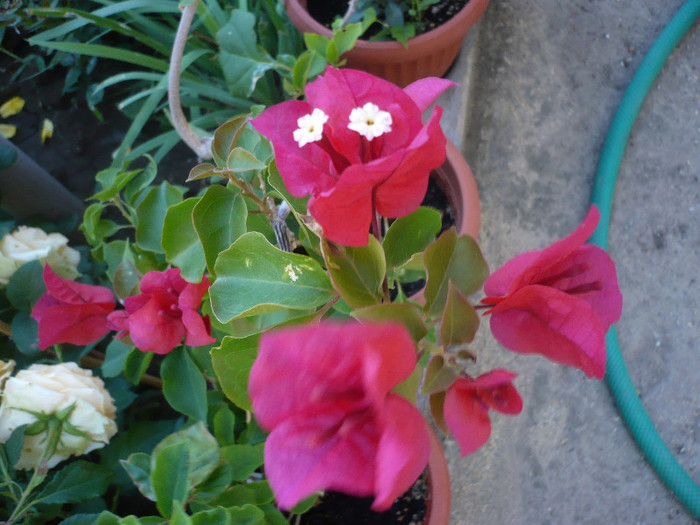 P1140735 - zzz-BOUGAINVILLEA-2012