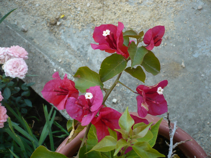 P1140736 - zzz-BOUGAINVILLEA-2012