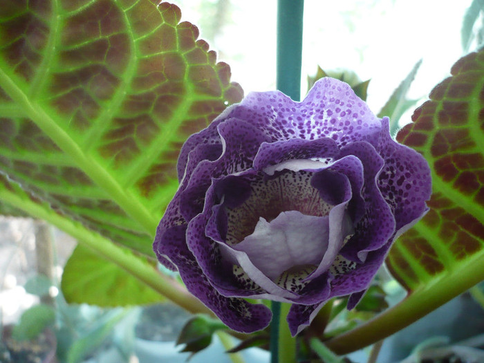 P1140783 - zzz-GLOXINIA 2012-iesite din colectie