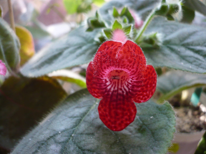 P1140741 - zzz-KOHLERIA 2012-iesite din colectie