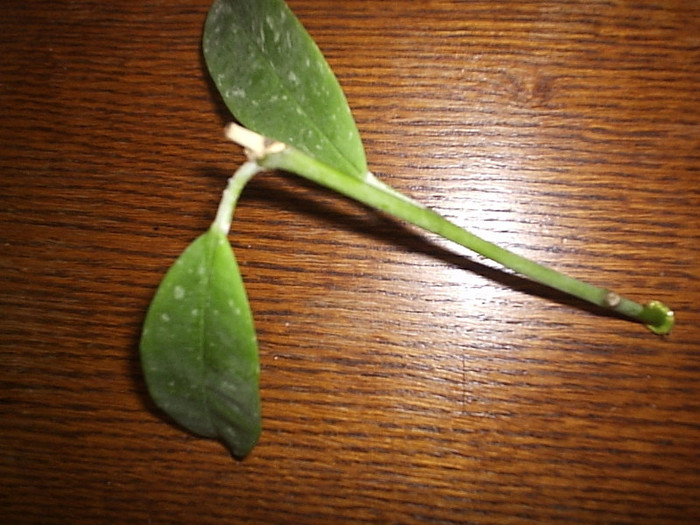 16.06.2012 - Hoya multiflora spottedleaf