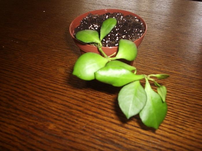 16.06.2012 - Hoya heuscheliana