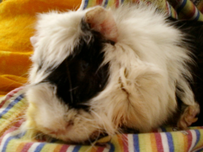 16 iunie 2012-flori 003
