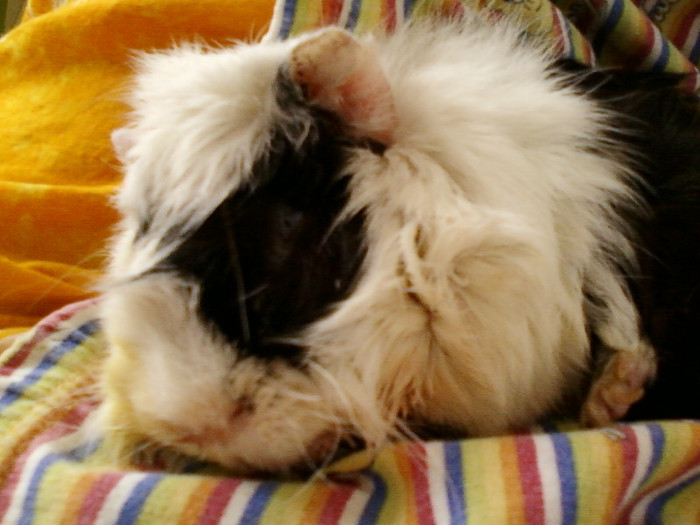 16 iunie 2012-flori 005