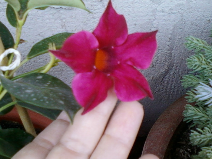 dipladenia rosie - iunie 2012-flori