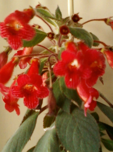 kohleria...?