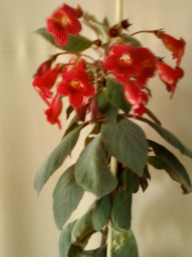 16 iunie 2012-flori 023