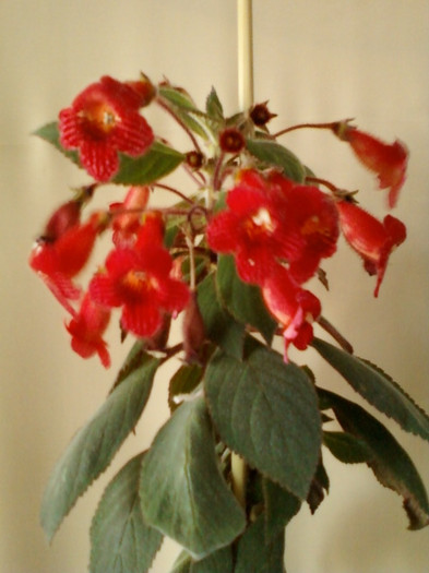 kohleria...?