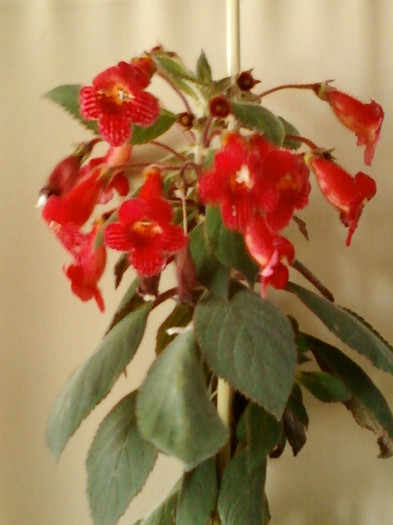 16 iunie 2012-flori 025