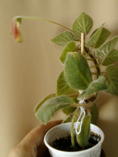 16 iunie 2012-flori 027