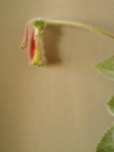 kohleria...?