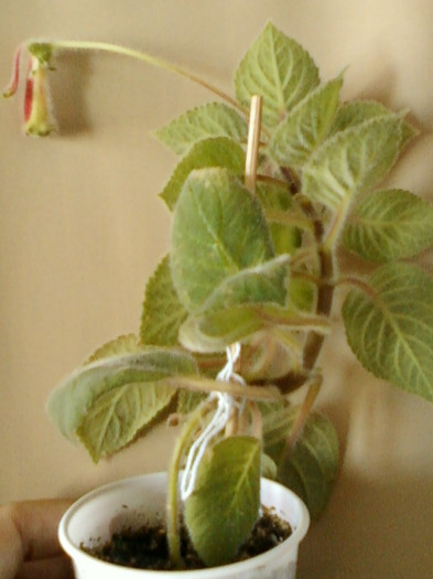 16 iunie 2012-flori 031