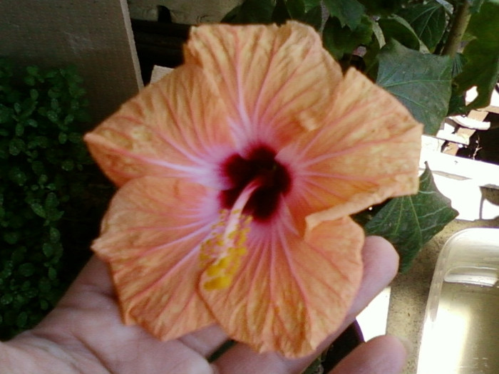 hibi holliday yellow