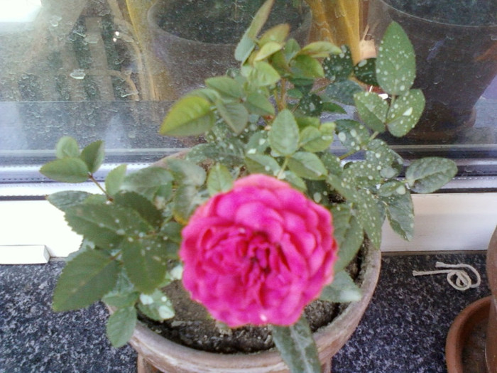 16 iunie 2012-flori 014 - mini rosa