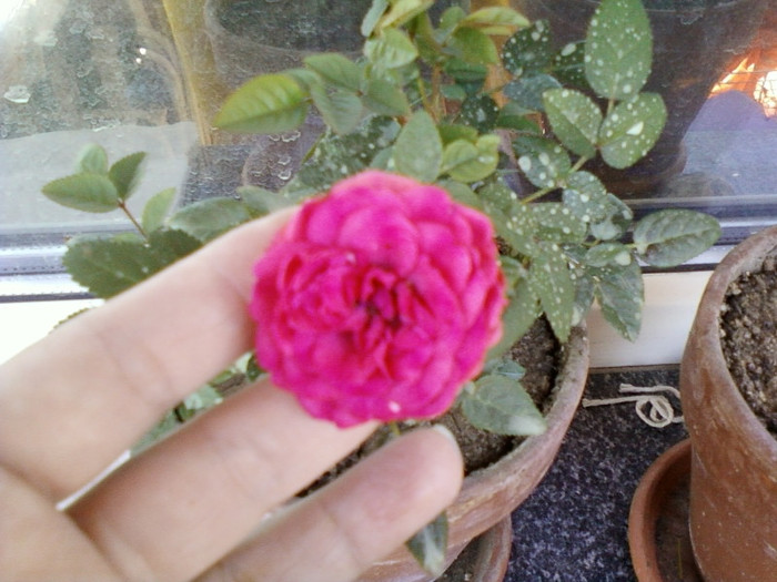 mini rosa-rosie