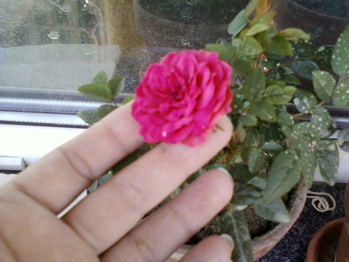 16 iunie 2012-flori 016 - mini rosa