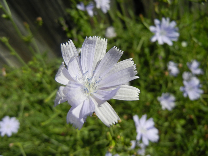 Cichorium intybus (2012, June 13)