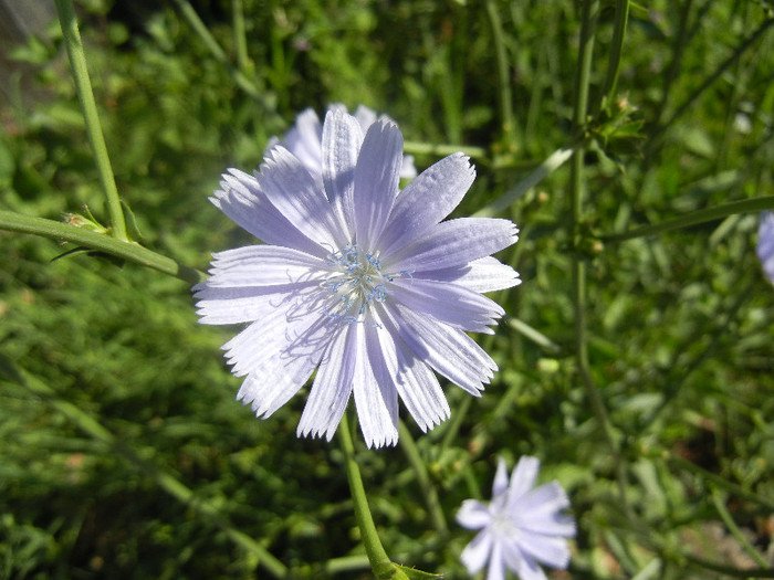 Cichory (2012, June 13) - Cichorium intybus_Cichory