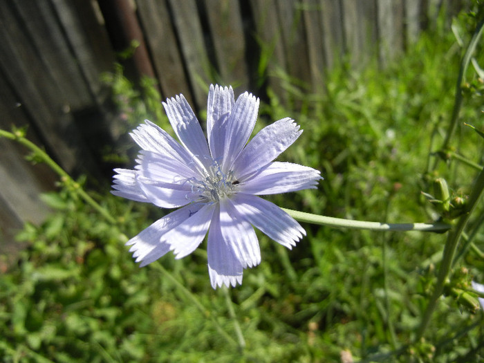 Cichory (2012, June 13) - Cichorium intybus_Cichory