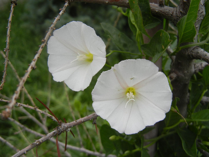 Field Bindweed (2012, June 14)