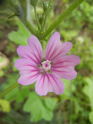 Malva sylvestris (2012, May 30) - Malva sylvestris_Mallow