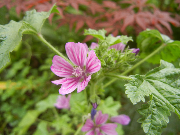 Malva sylvestris (2012, June 06)