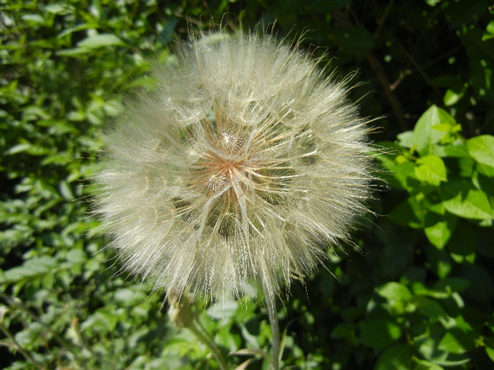 Tragopogon dubius (2012, June 13) - Tragopogon dubius_Salsify