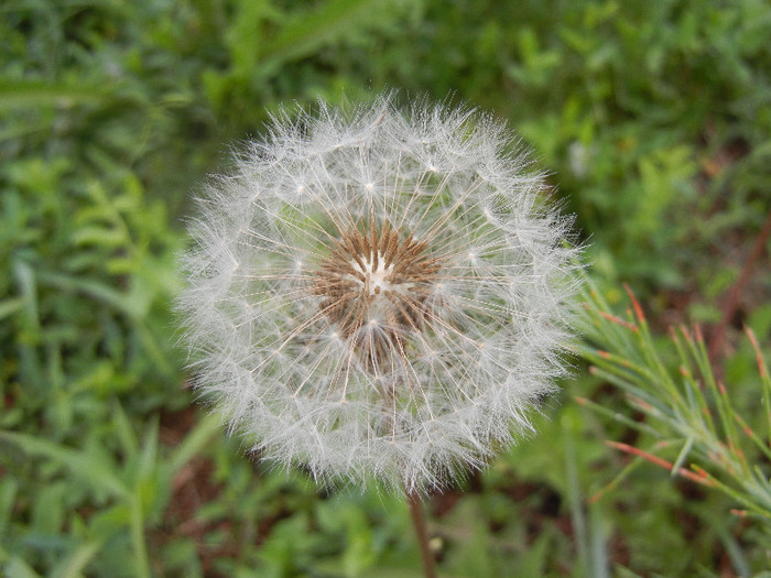 Dandelion (2012, June 14) - Taraxacum officinale_Dandelion