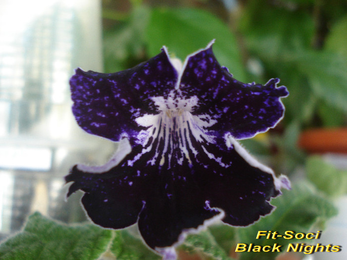 Fit-Soci Black Nights (16-06-2012) - Streptocarpusi 2012