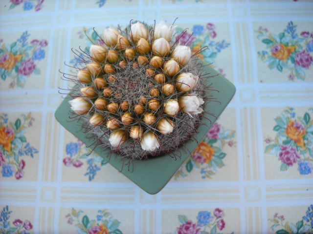 Mamillaria sp. alb !!