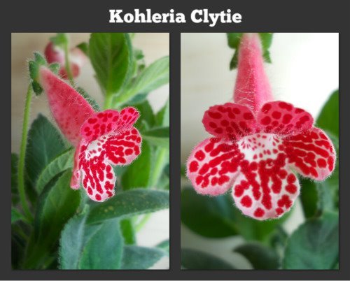 k clytie - kohleria 2012