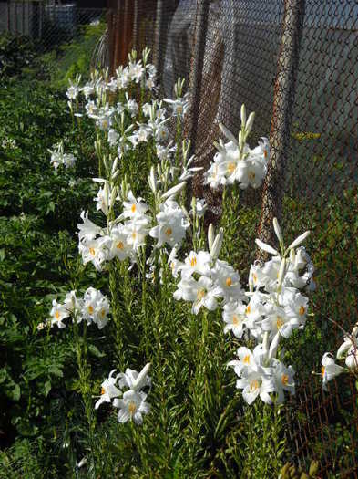 039 - Crini 2011-2012-2013