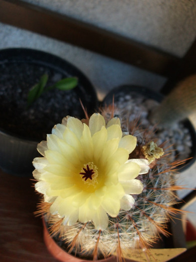a doua floare - Cactusi