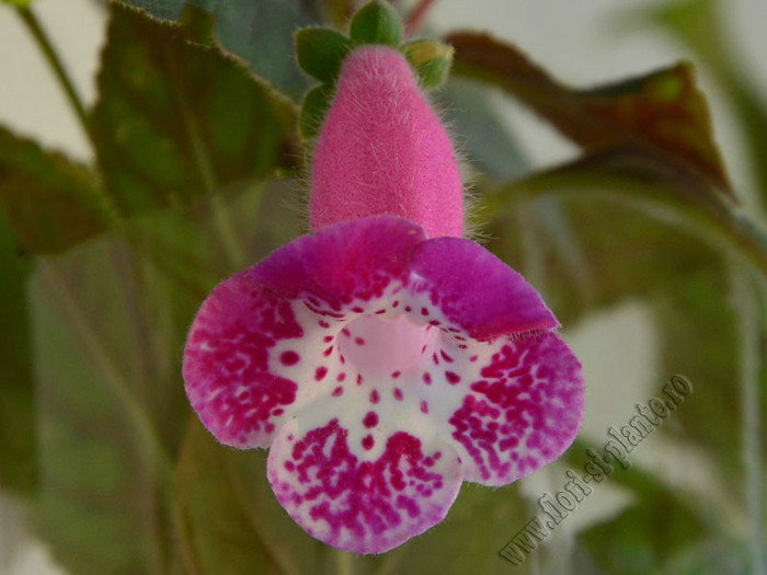 Kohleria Marta (GS); 2012
