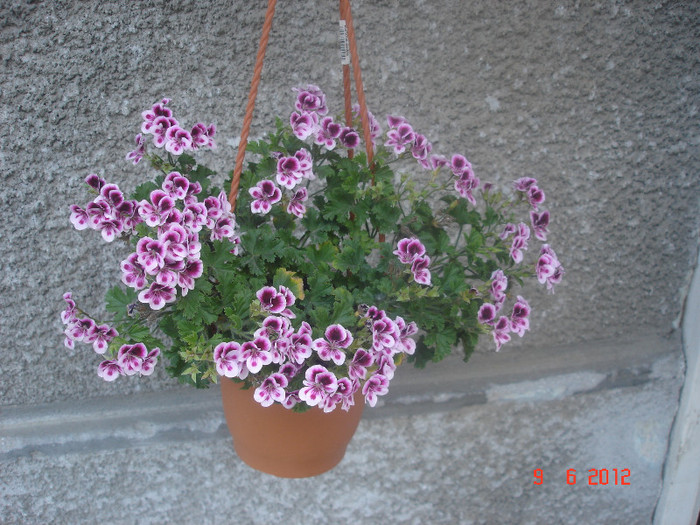 DSC04644 - Muscate 2012