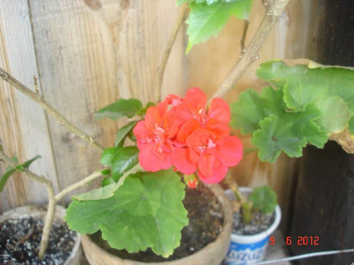 DSC04662 - Muscate 2012