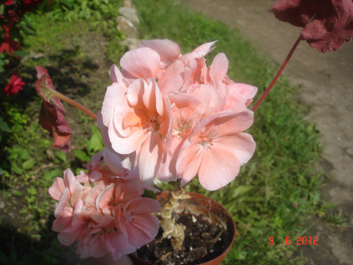 DSC04664 - Muscate 2012