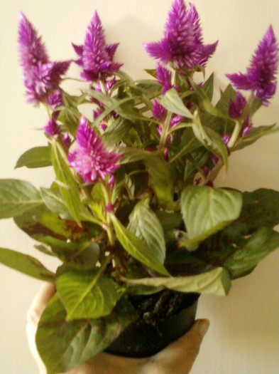 16 iunie 2012-flori 044
